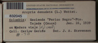 Arcyria denudata image